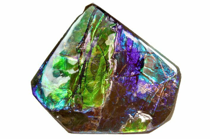 Iridescent Ammolite (Fossil Ammonite Shell) - Purples & Greens #301644